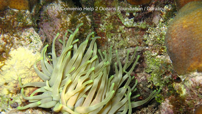 Giant anemone (126)